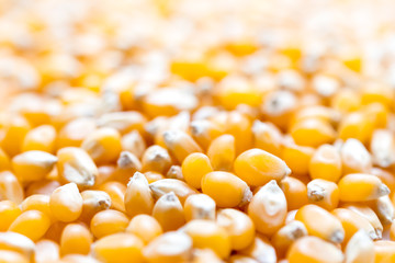 Popcorn seeds close up shot