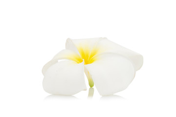 flower frangipani. plumeria. isolated on white background