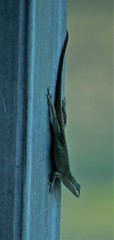 Chameleon Lizrd