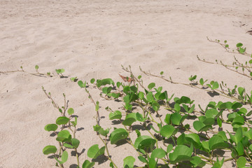 Ipomoea pes-caprae  on sand beach.