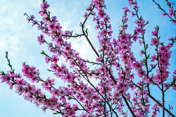 Plum blossoms in early spring on cloudy sky