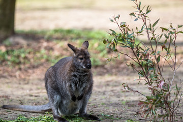 Tree kangaroo eating green leaves in a zoo