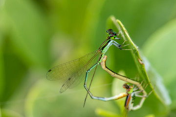 Mating Dragonfly