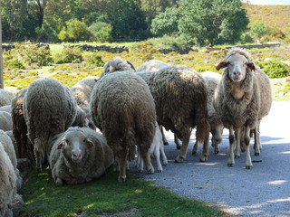 Schafeherde