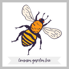 Vector bee illustration. Hand drawn ink sketch with bumblebee insect. Wild animal drawing with text and decorative frame and ribbon