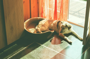 Relaxed puppy black and white half-blood dog lying in her dog's bed near the door at sunny day