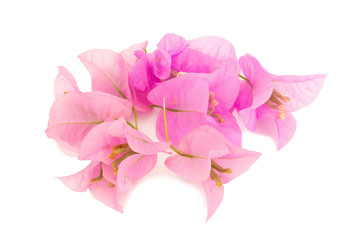Bougainvillea isolated on white background