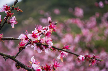 Peach flowers in spring 