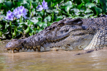 Head of a saltwater crocodile