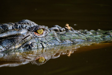 The eye of the Crocodile