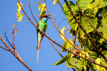 Blue throated bee eater on the branch of a tree