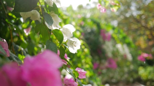 Pink Flowers on the Tree Against Sun During Small Rain. Slowmotion Floral HD Background with Beautiful Lens Flare.