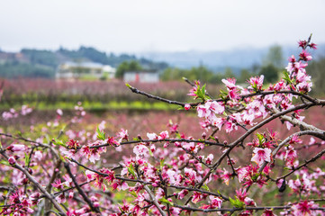 Peach flowers in spring 