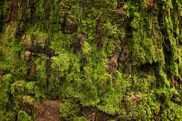 Green moss growth on bark