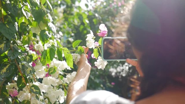 Young Girl Taking Photo of Beautiful Pink Flowers on the Tree. Amazing Rain and Lens Flare Effect. Slowmotion HD. Thailand.