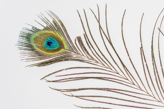 Closeup of peacock feather placed on a white table.
