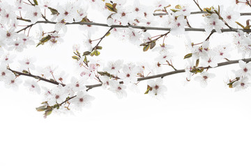 Blüten einer Blutpflaume (Prunus cerasifera Nigra)