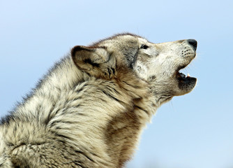 Gray Wolf 