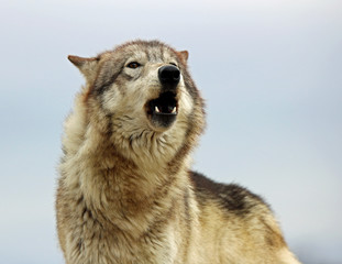 Gray Wolf 