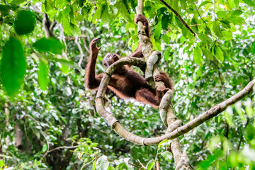 Orangutan active in the rainforest