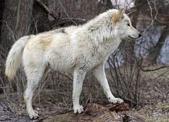 Obraz premium Gray Wolf 