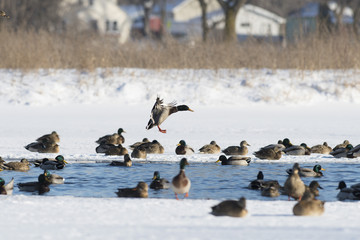 A flock of Mallard ducks on an ice covered pond