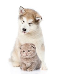 Fototapeta premium alaskan malamute dog and tiny kitten together. isolated on white background