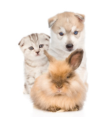Puppy and kitten sitting with rabbit. isolated on white background