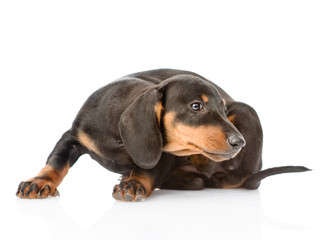 Dachshund puppy scratching. isolated on white background