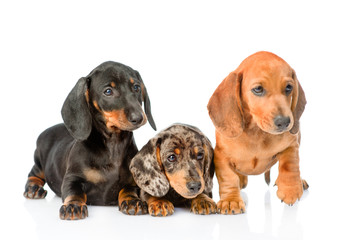 Group Dachshund puppies lying together. isolated on white background