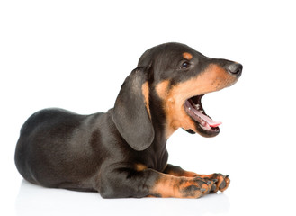 Black dachshund puppy sitting in profile with open mouth. isolated on white background