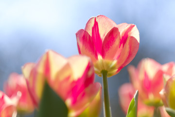 Fototapeta na wymiar field pink white tulips blooming