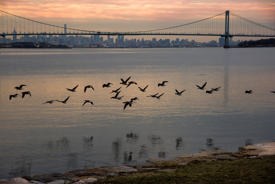 Geese flying with Bronx-Whitestone Bridge and Manhattan in the background – New York City