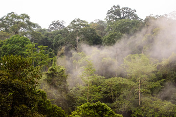 early morning mist in the rainforest of Borneo