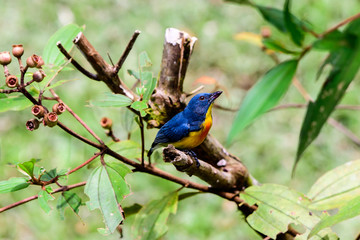 crimson breasted flowerpecker on a branch