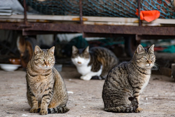 港の野良猫 / 北海道 小樽市