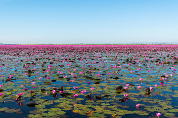 Lake of red waterlily, Located Udonthani province, Thailand