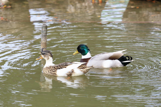 Two ducks swimming at waters, as animal background.