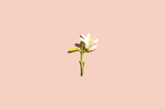 Single flower against a pink background, studio shot