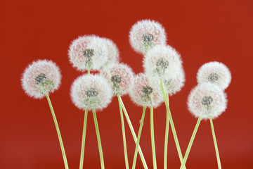 Dandelion flower on red color background, group objects on blank space backdrop, nature and spring season concept.