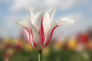 weiß-rot gestreifte Tulpenblüte, Hintergrund Tulpenfeld soft