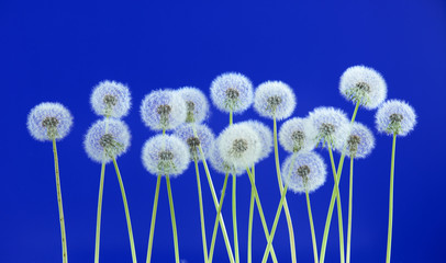 Dandelion flower on blue color background, group objects on blank space backdrop, nature and spring season concept.