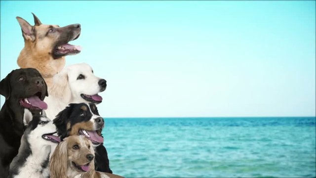 
set of dogs peeps out
