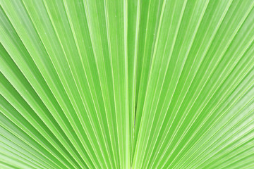 Obraz premium Copernicia Leaf, as nature background.