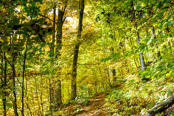Fototapeta na wymiar Path in a sunny forest