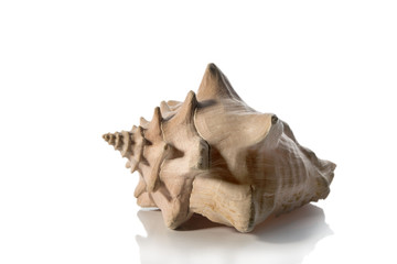 Sea shell on white background
