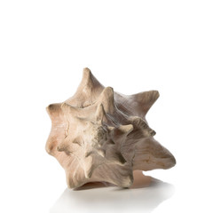 Sea shell on white background