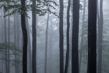 Misty spring forest with beautiful trees