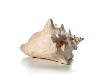 Sea shell on white background