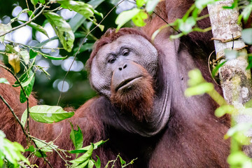 close up of the face of a male flange orangutan © jtplatt